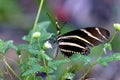 Zebra Heliconian Butterfly 606171