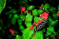 Zebra Heliconian butterfly on red flower (upper side) Royalty Free Stock Photo