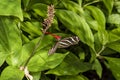 Zebra Heliconian butterfly sipping nectar from a Firebush plant