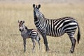 Zebra with her cub stands and looks around