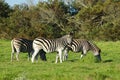 Zebra herd