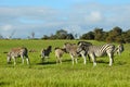 Zebra herd Royalty Free Stock Photo