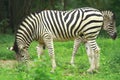 Zebra Herd Royalty Free Stock Photo