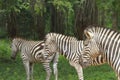 Zebra Herd Royalty Free Stock Photo