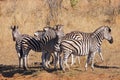 Zebra Herd on alert