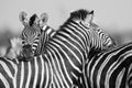 Zebra herd in black and white photo with heads together