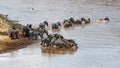 Zebra Herd Crossing Mara River Royalty Free Stock Photo