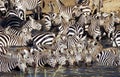 Zebra herd drinking in Serengeti Royalty Free Stock Photo