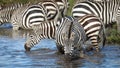Zebra herd drinking water at Mara River in Masai Mara Kenya Royalty Free Stock Photo