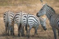 Zebra herd Equus zebra at grassland conservation area of Ngorongoro crater. Wildlife safari concept. Tanzania. Africa Royalty Free Stock Photo