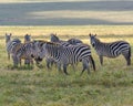Zebra herd Equus zebra at grassland conservation area of Ngorongoro crater. Wildlife safari concept. Tanzania. Africa Royalty Free Stock Photo