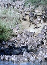 Zebra herd going for a drink in Serengeti Royalty Free Stock Photo