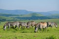 Zebra herd grazing in savanna hills Royalty Free Stock Photo