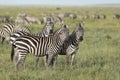 Three zebras looking alert standing in the grassy plains of Serengeti National Park in Tanzania Royalty Free Stock Photo