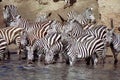 Zebra herd having a drink