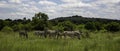 Zebra herd panorama. Rietvlei Nature Reserve, South Africa. Royalty Free Stock Photo