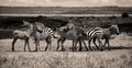 Zebra herd in sepia