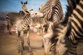 Zebra herd during Serengeti migration Royalty Free Stock Photo