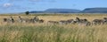 Zebra herd Serengeti Tanzania Royalty Free Stock Photo