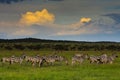 Zebra Herd at Sunset