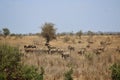 Zebra herd walking away