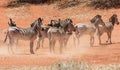 Zebra Herd At Watering Hole