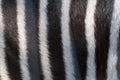 Zebra Hide Royalty Free Stock Photo