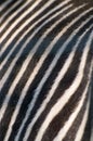 Zebra Hide Royalty Free Stock Photo