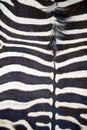 Zebra hide showing abstract striped pattern