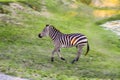 Zebra High Speed Running, Chase