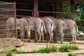 Zebra - Hippotigris stands by the feeder. You can see four zebras from the back and one zebra from the front Royalty Free Stock Photo