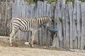 Zebra - Hippotigris stands by a wooden fence