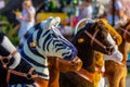 Zebra,horse and donkey toys in the park Royalty Free Stock Photo