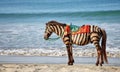 Zebra horse Royalty Free Stock Photo