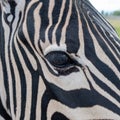 Zebra horse head and eye close-up part, animal and wildlife abstract photo. Royalty Free Stock Photo