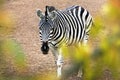 zebra horse, one in reserve, outdoorsblurred soft focus
