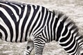 Zebra horse Royalty Free Stock Photo