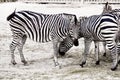 Zebra horse on safari Royalty Free Stock Photo