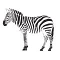 Zebra illustration