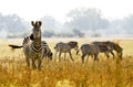 Zebra Royalty Free Stock Photo