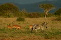 Zebra and impala