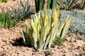 Zebra iris or Iris pallida garden plant with clumps of bicolor sword like leaves growing in local garden surrounded with dry soil