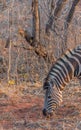 Zebra isolated in its natural habitat Royalty Free Stock Photo