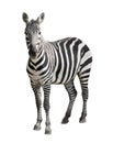 Zebra isolated on white Royalty Free Stock Photo