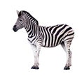 Zebra Isolated on White Royalty Free Stock Photo