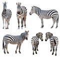 Zebra isolated Royalty Free Stock Photo