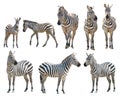 Zebra isolated on white background Royalty Free Stock Photo