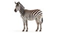 Zebra isolated on white background with copy space