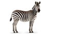 Zebra isolated on white background with copy space