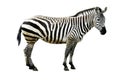 Zebra isolated on white background Royalty Free Stock Photo